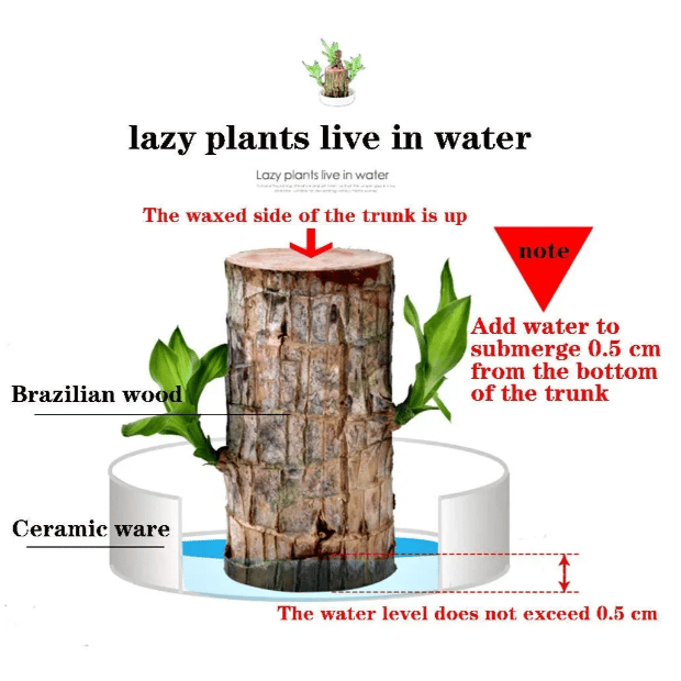 ☘Mini Brazil Lucky Wood☘Tree of Lucky!Potted Plant