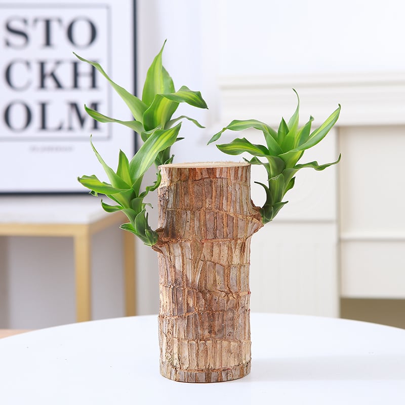 ☘Mini Brazil Lucky Wood☘Tree of Lucky!Potted Plant