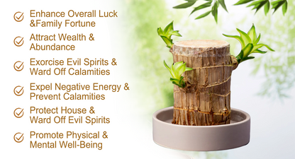 ☘Mini Brazil Lucky Wood☘Tree of Lucky!Potted Plant