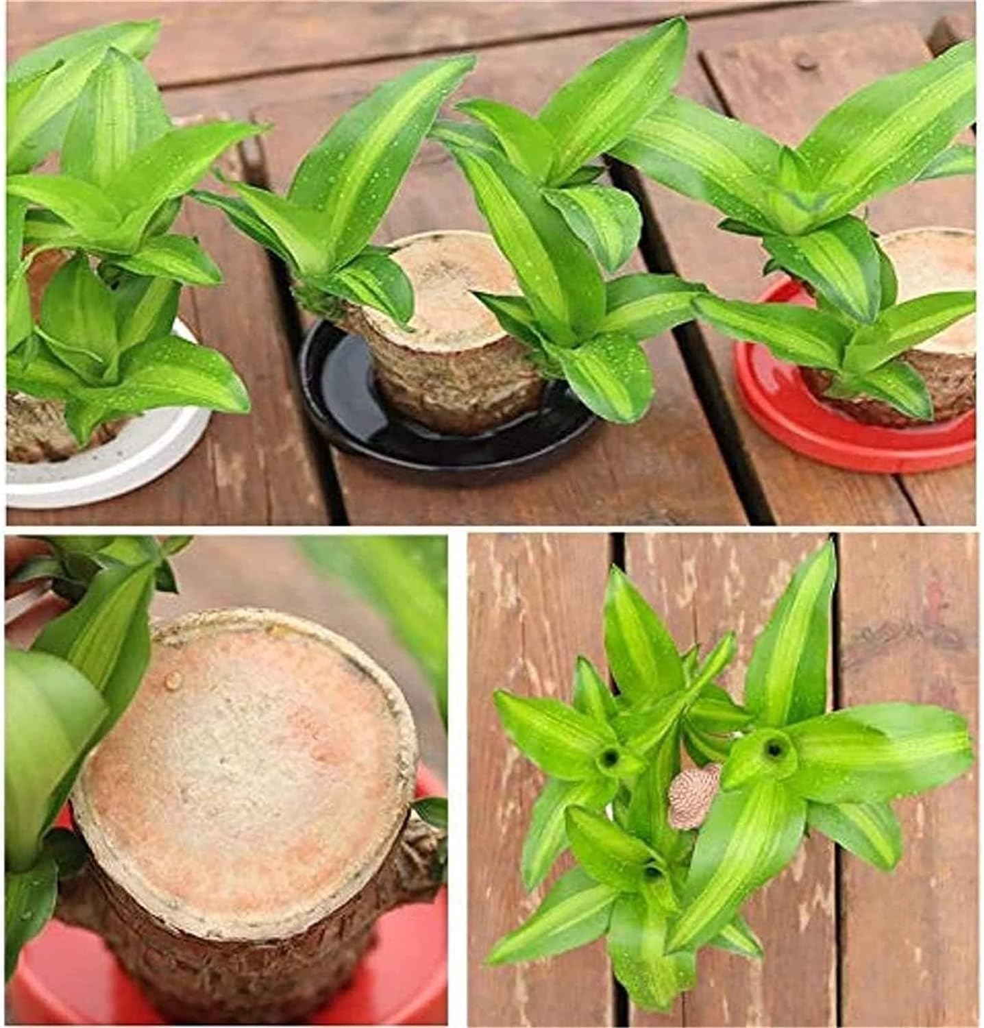 ☘Mini Brazil Lucky Wood☘Tree of Lucky!Potted Plant