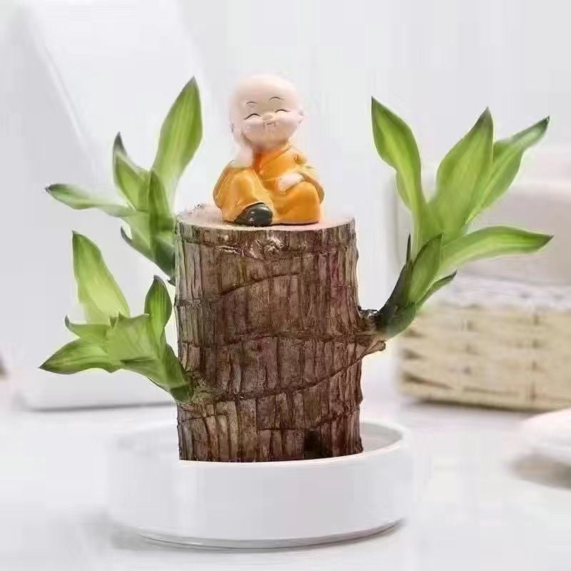 ☘Mini Brazil Lucky Wood☘Tree of Lucky!Potted Plant
